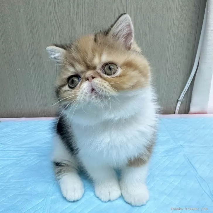 ID：2404-03010の子猫