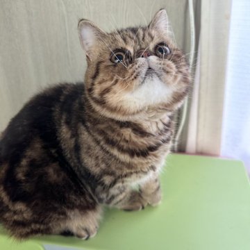 エキゾチックショートヘア【福島県・男の子・2024年2月26日・ブラウンタビー（ショートヘア）】の写真「お顔も体型も性格も可愛い❣️ドライフード食べます。」