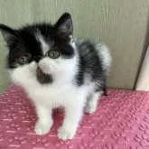 エキゾチックショートヘア【福島県・男の子・2023年2月4日・ブラック&ホワイト】の写真1