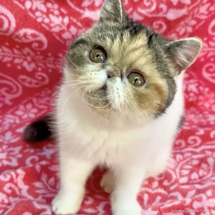 エキゾチックショートヘア【福島県・女の子・2025年4月15日・ブラウンパッチドタビー&amp;ホワイト】の写真1