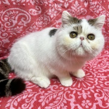 エキゾチックショートヘア【福島県・男の子・2025年1月23日・ホワイト&ブラウンタビー(ショート)】の写真「動画見て下さい(*^^*)穏やかで人懐こい♪」