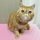 エキゾチックショートヘア