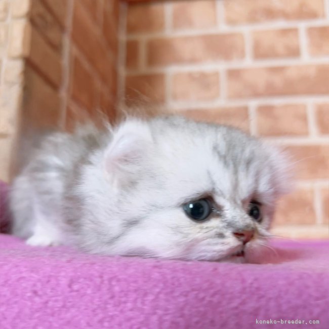 かわいい特選こねこちゃんが常時生まれています💓｜立山　博昭(たてやま　ひろあき)ブリーダー(鹿児島県・キンカローなど・CCJ登録)の紹介写真1