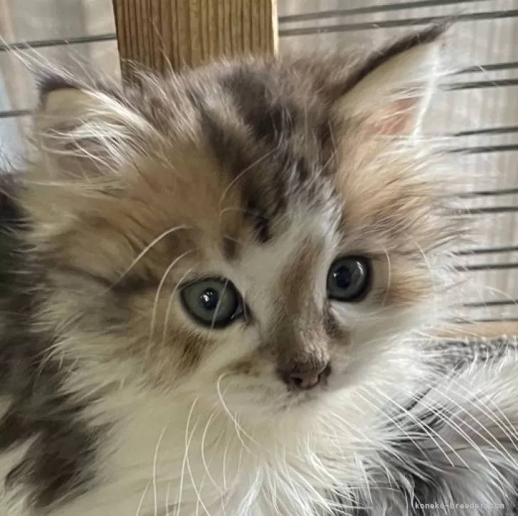 ID：2402-00194の子猫