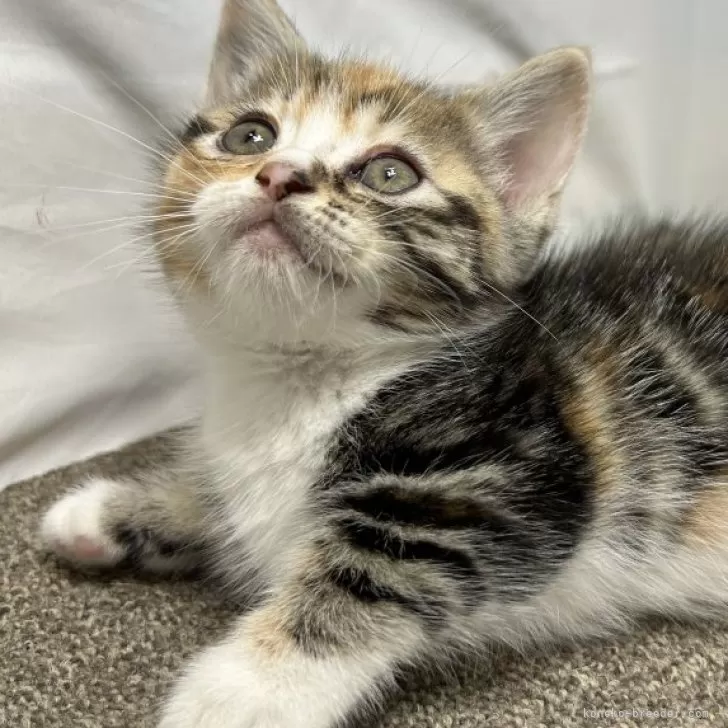 ID:2405-03034の子猫