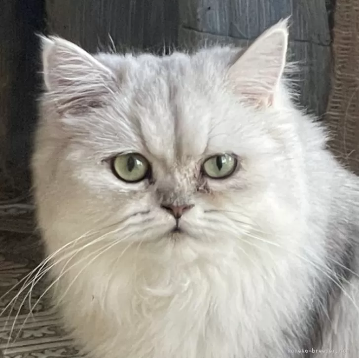 ID:2411-00844の子猫