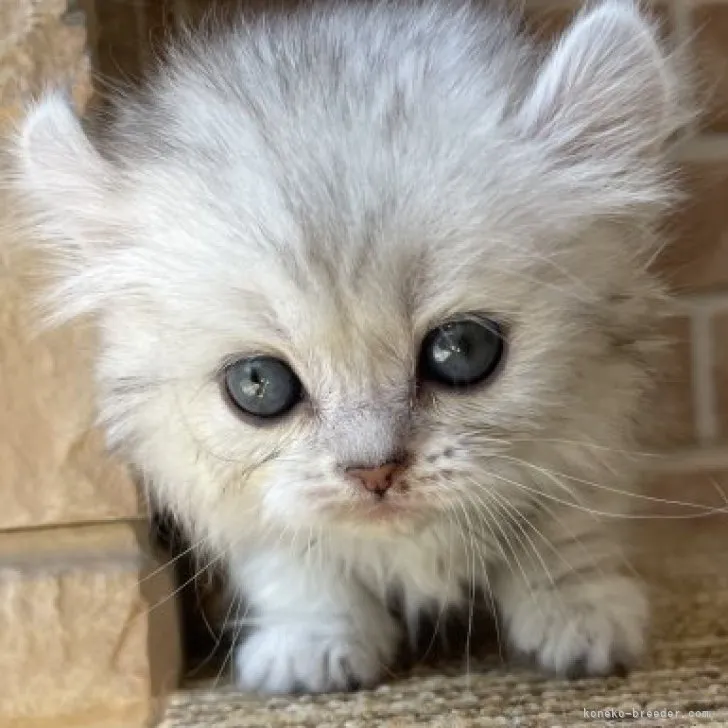 ID：2305-01691の子猫