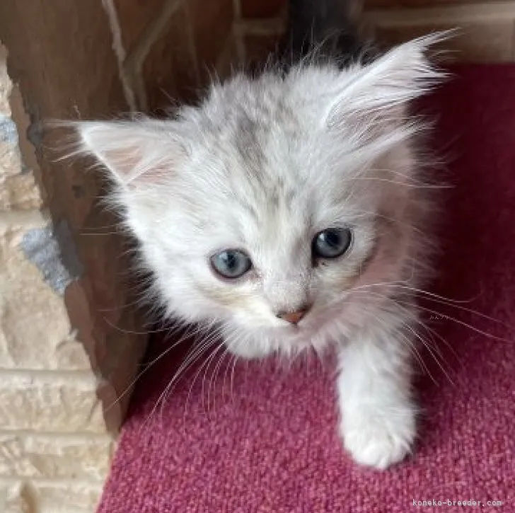 ID:2310-00626の子猫