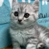 キンカロー【鹿児島県・男の子・2024年2月21日・ブルータビー】の写真1