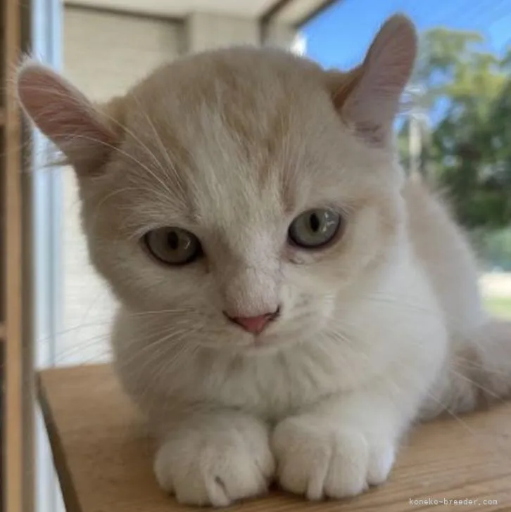 ID：2208-01901の子猫