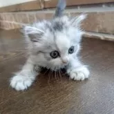 ミヌエット(長足)【鹿児島県・男の子・2025年7月16日・シルバータビー】の写真12