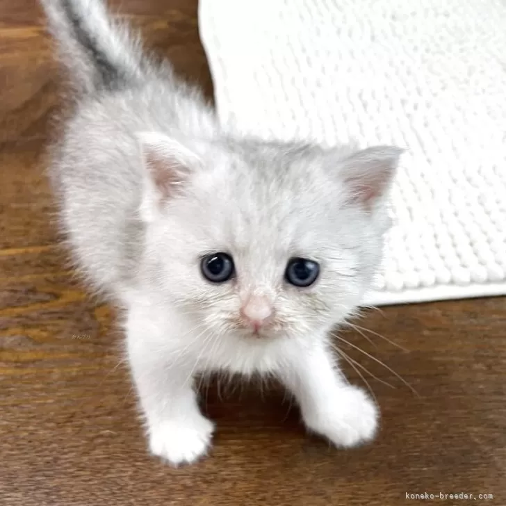 ID：2506-01774の子猫