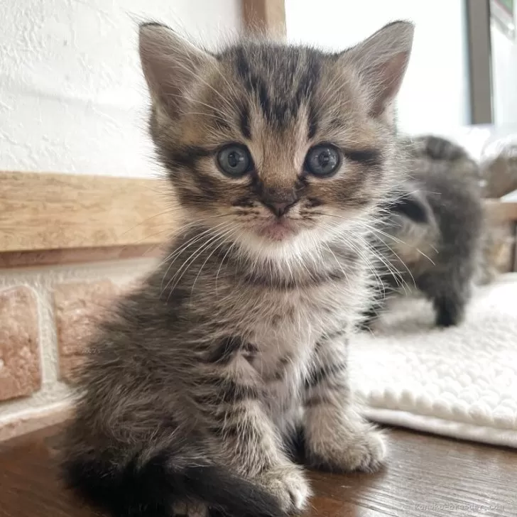 ID：2506-02689の子猫