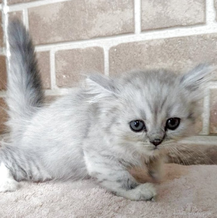 ベレーを被ったお座り猫（シルバータビー） キンカロー【鹿児島県・女の子・2025年6月24日・シルバータビー