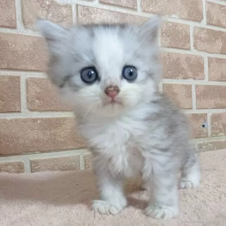 ID：2508-02212の子猫