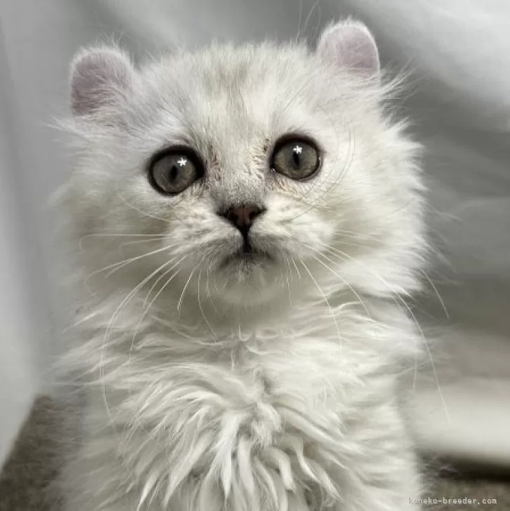 ID：2412-02553の子猫