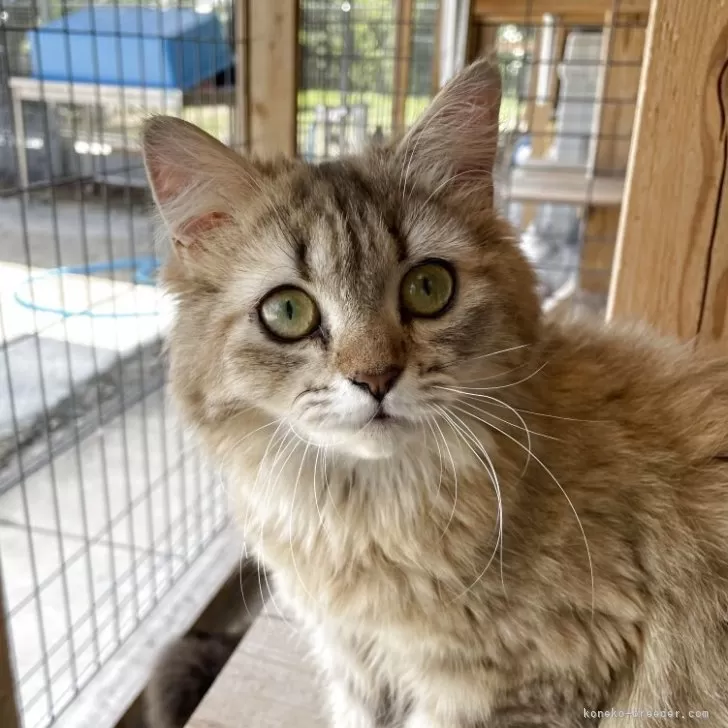 ID:2506-00356の子猫