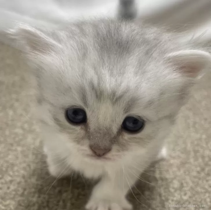 ID:2503-01395の子猫