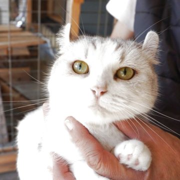 キンカロー【鹿児島県・女の子・2024年9月24日・シルバータビー（短毛）】の写真「カール耳お好きな方へ」