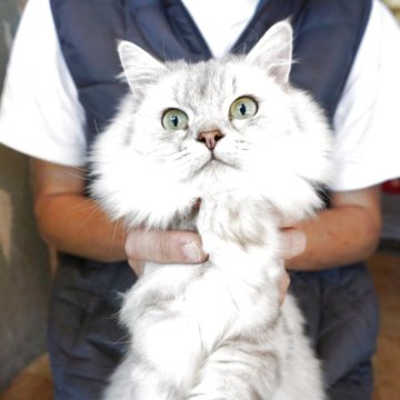 ミヌエット(長足)【鹿児島県・男の子・2024年8月11日・シルバータビー（中毛）】の写真「甘えん坊の男の子です。」