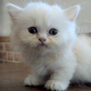母猫ミヌエット 父猫ペルシャ【鹿児島県・男の子・2025年7月10日・クリームタビー（長毛）】の写真「短足でおちょぼ口な男の子です✨」