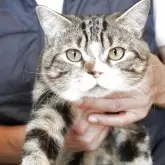 マンチカン(長足)