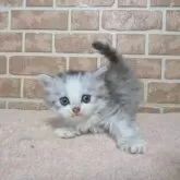 ミヌエット(長足)【鹿児島県・男の子・2025年7月16日・シルバータビー】の写真8