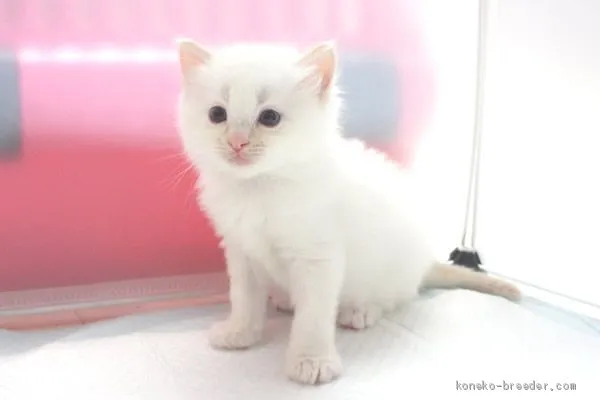 ID:2009-01943の子猫
