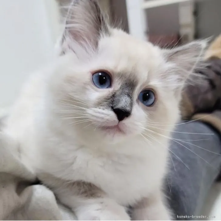 ID:2302-00412の子猫