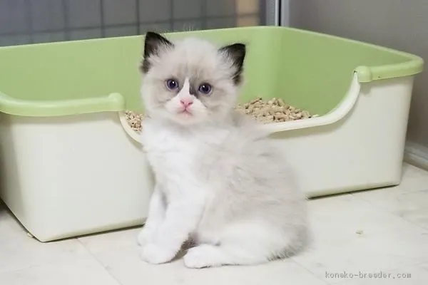 ID:1908-01286の子猫