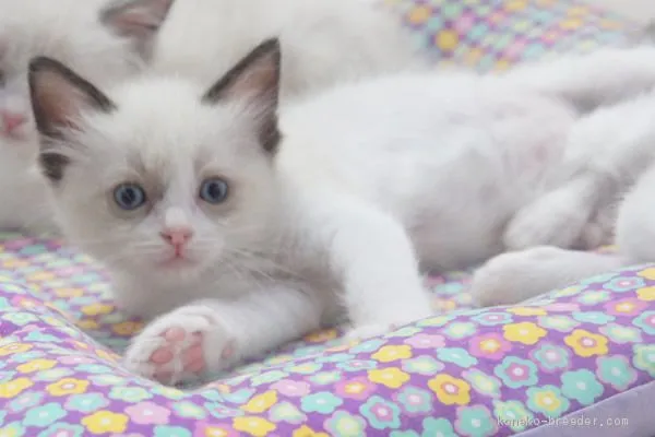 すず 様のお迎えした子猫