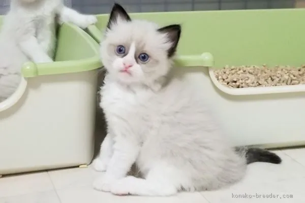 ID：1908-01289の子猫