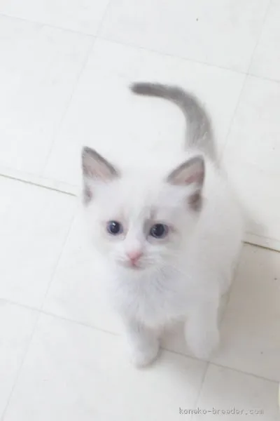 しらす 様のお迎えした子猫