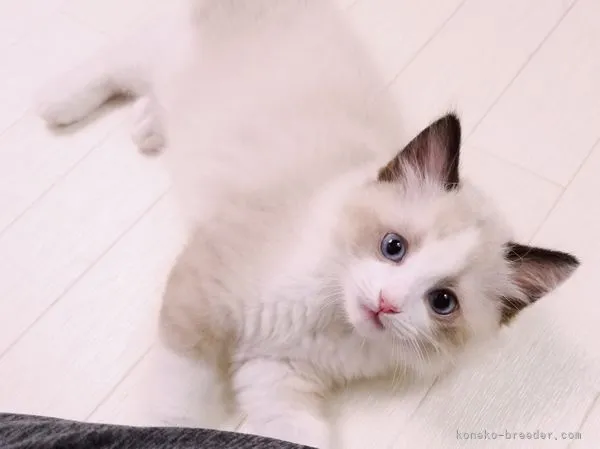 ID：2205-02458の子猫