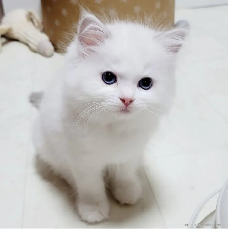 ID：2303-01333の子猫