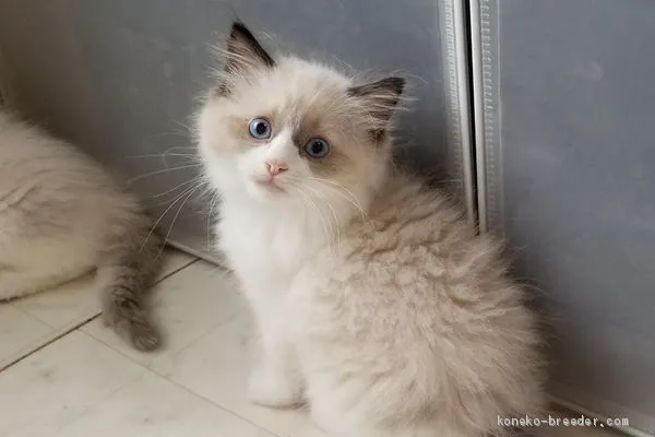 つま 様のお迎えした子猫