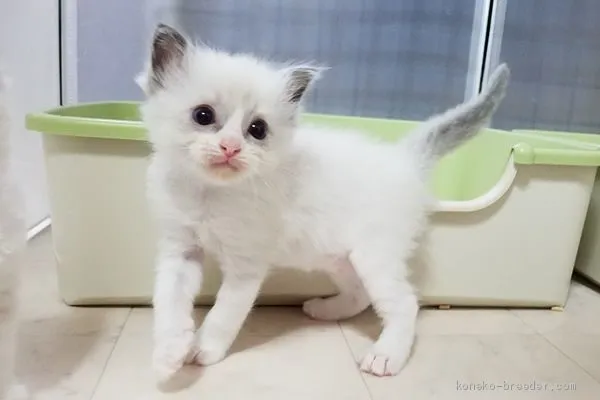 ID：1908-01290の子猫