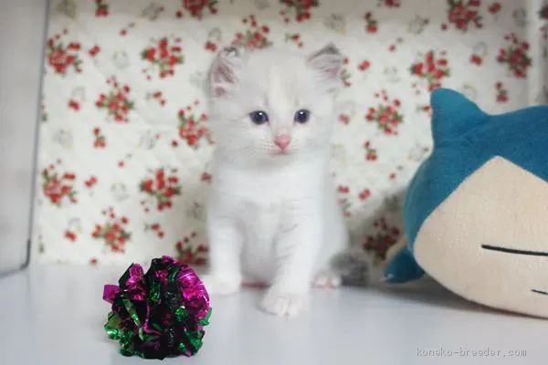 ID：1904-00477の子猫