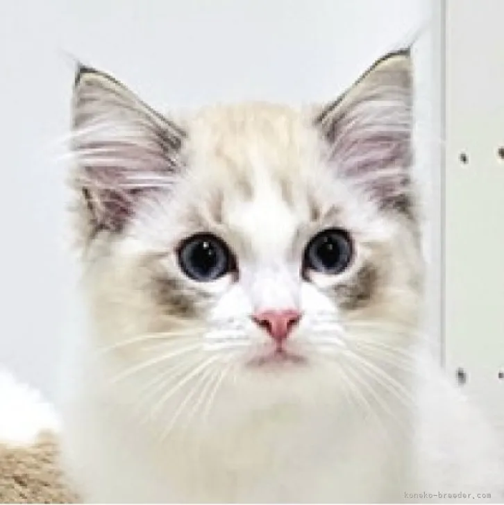 ID:2305-02457の子猫