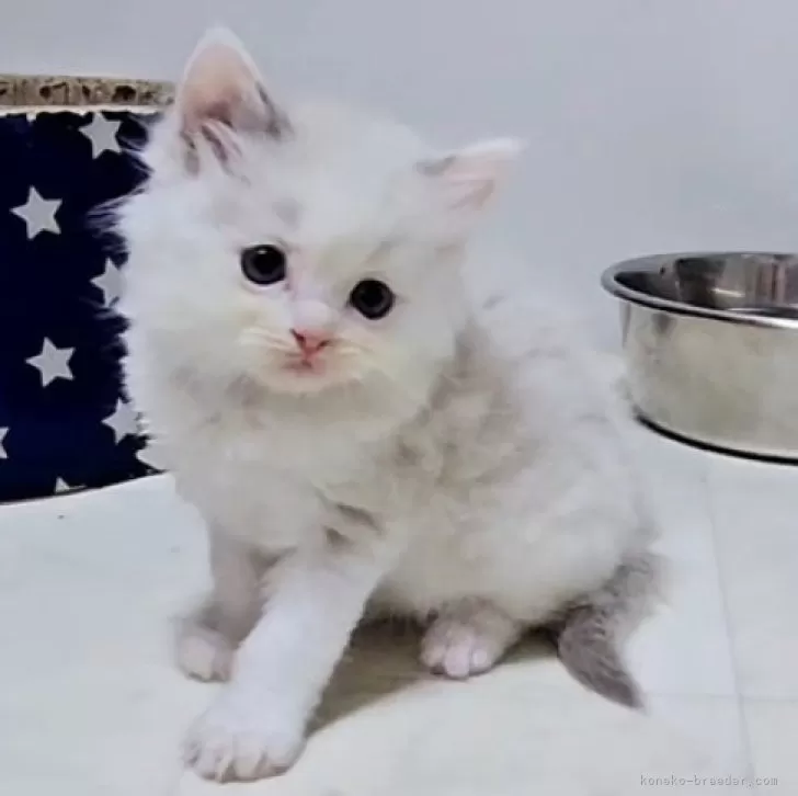ID：2405-01742の子猫