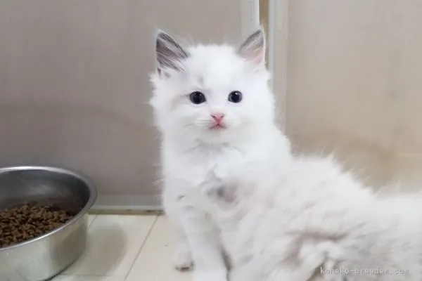 ID:2112-01584の子猫