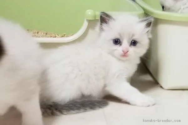 ID：1908-01293の子猫