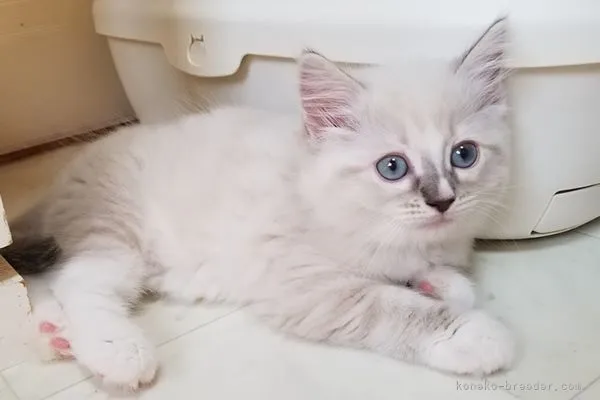 桃子たん 様のお迎えした子猫