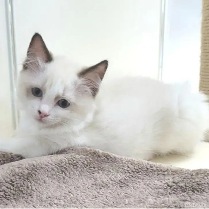 ID:2209-02141の子猫
