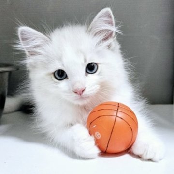 ラグドール【大阪府・男の子・2023年6月20日・ブルー・リンクス・バイカラー】の写真「とても美形で穏やかな人なつっこい仔です」