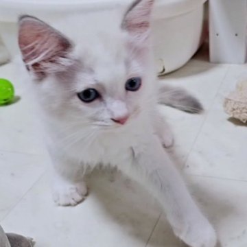ラグドール【大阪府・男の子・2023年7月25日・ブルー・リンクス・バイカラー】の写真「とても人なつっこい仔です」
