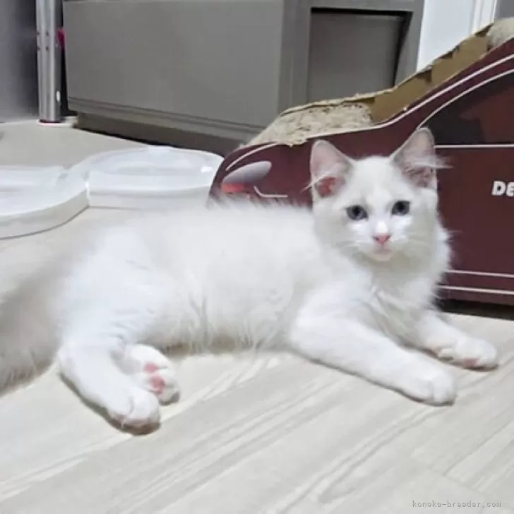 ID：2506-02369の子猫