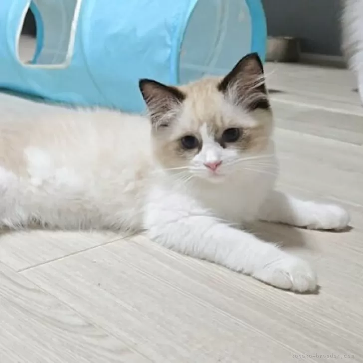 ID：2506-02370の子猫