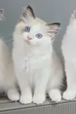 ラグドール【大阪府・女の子・2025年4月10日・シールバイカラー】の写真3