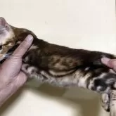 ベンガル【富山県・男の子・2025年4月29日・ブラウンマーブルタビー】の写真3